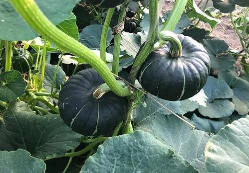 热门吃瓜网红排行榜,揭秘网络红人幕后故事